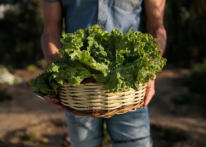 Naxian Life Agia Anna (Naxos)
